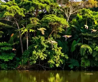 Refúgio das Aves em Bragança Paulista: Um Paraíso para a Observação de Aves Refúgio das Aves em Bragança Paulista: Um Paraíso para a Observação de Aves